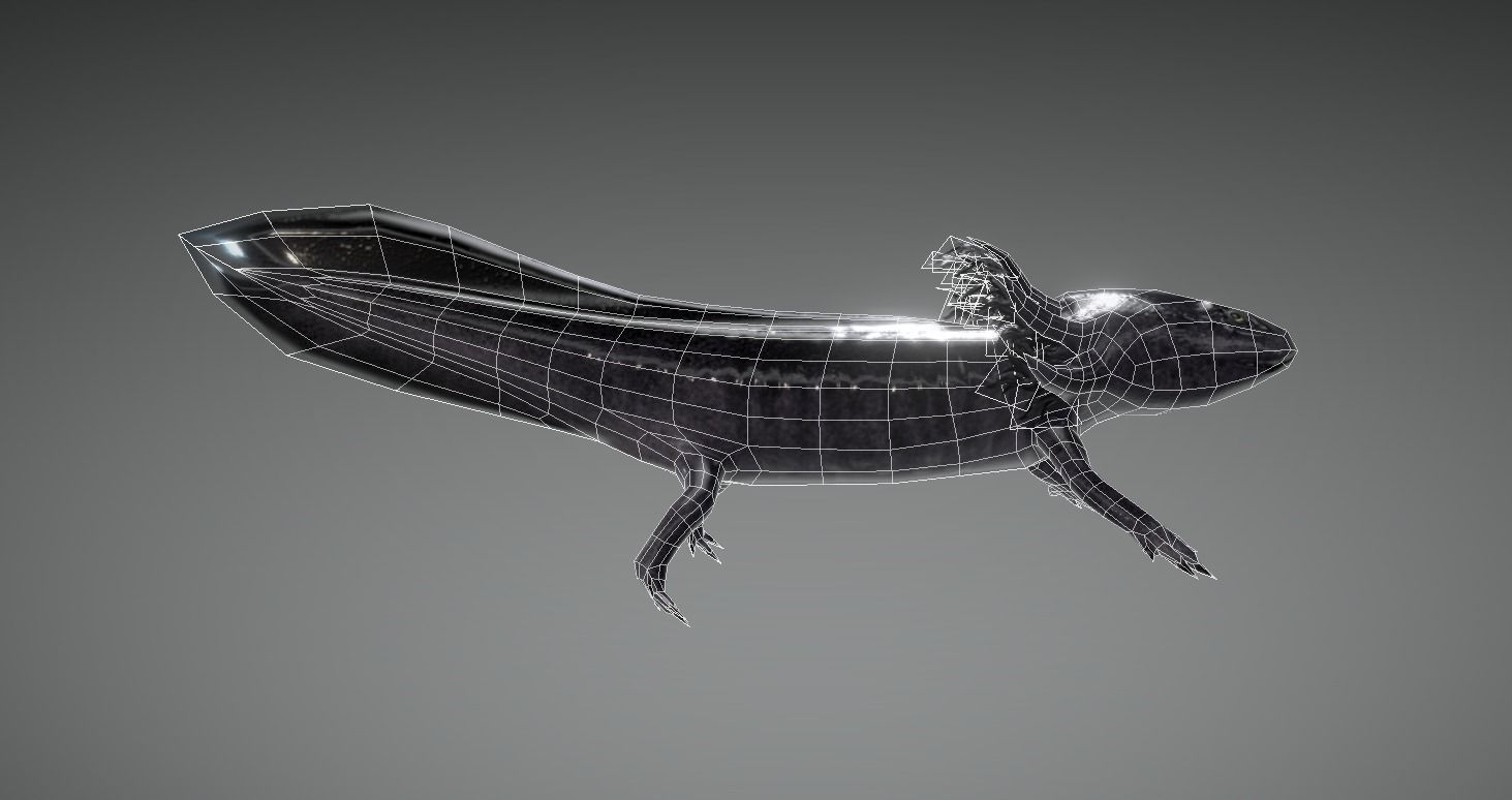 Low poly Axolotl Salamander Low-poly 3D model_5