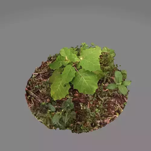 3d Plant lulo