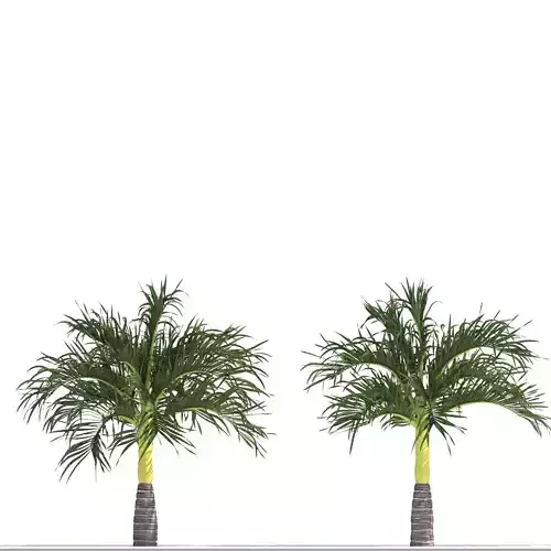 Adonidia merrillii  Manila palm  Free 3D model