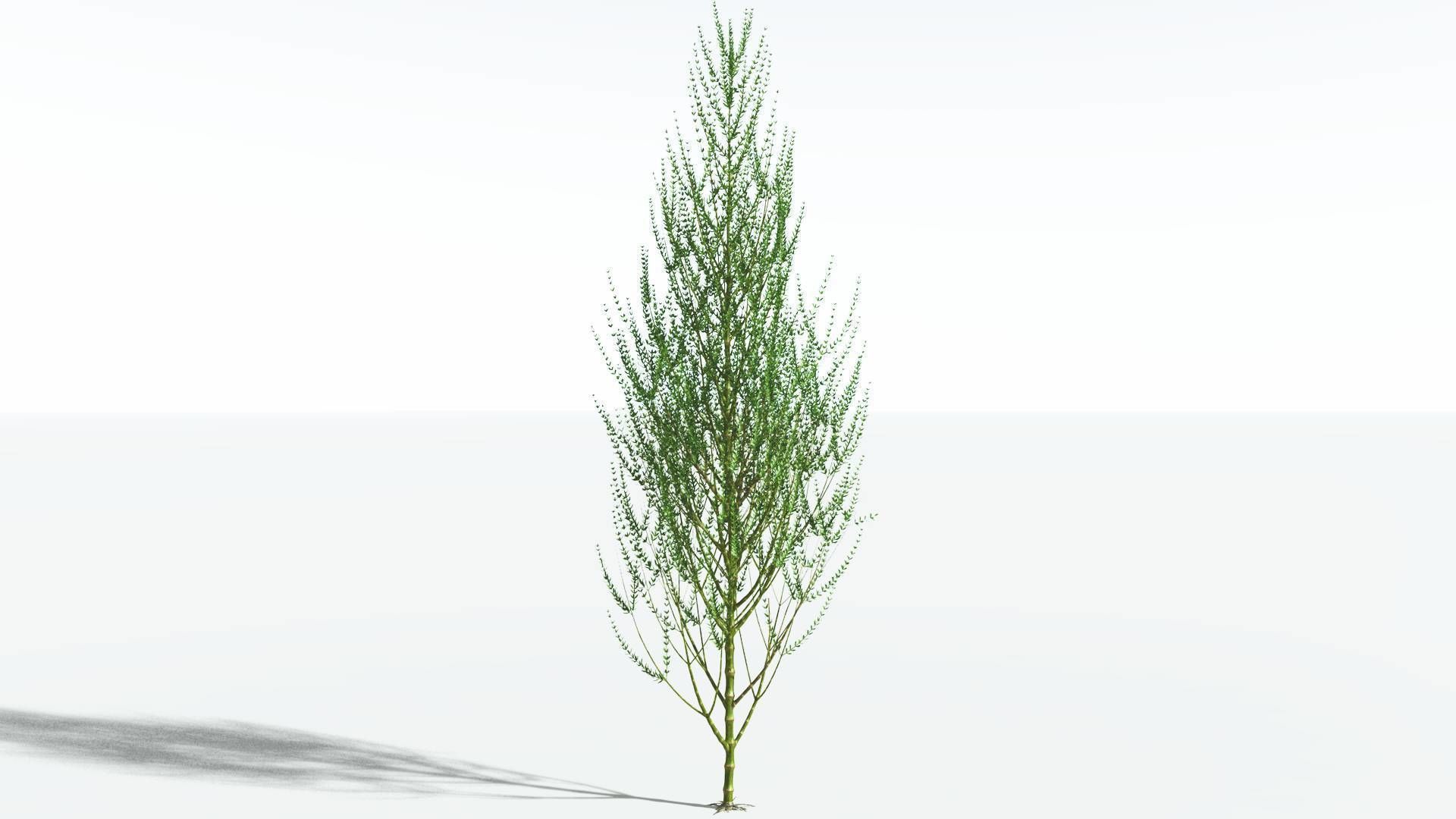 EVERYPlant Ridged Horsetail Tree SINGLE --1 Model--