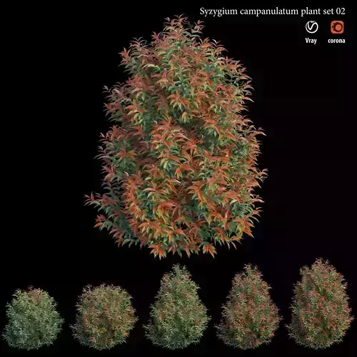 Syzygium campanulatum plant set 02 3D model