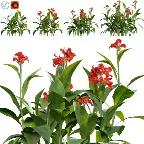 Canna - canna lily-02 3D model
