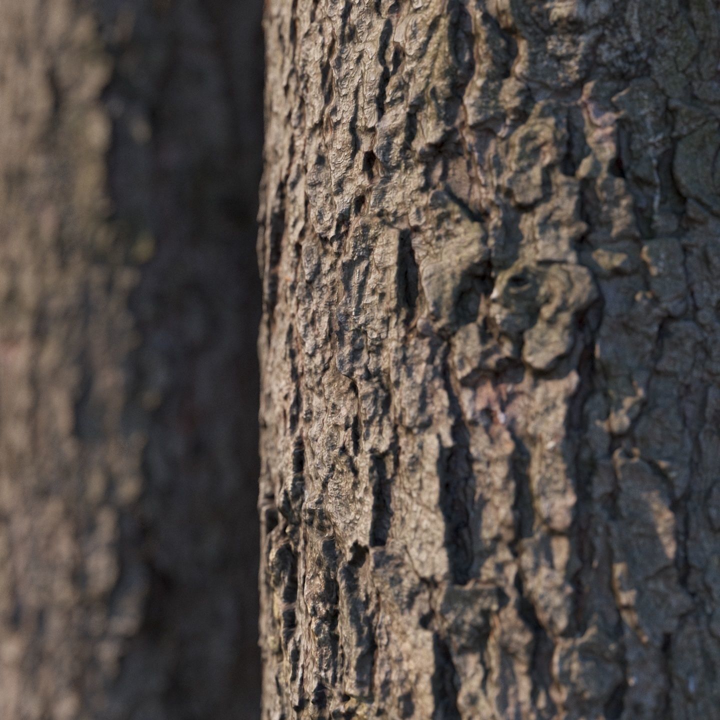 Spruce bark material 3D model_1