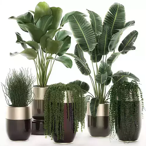 Houseplants in a luxury pot for the interior 706