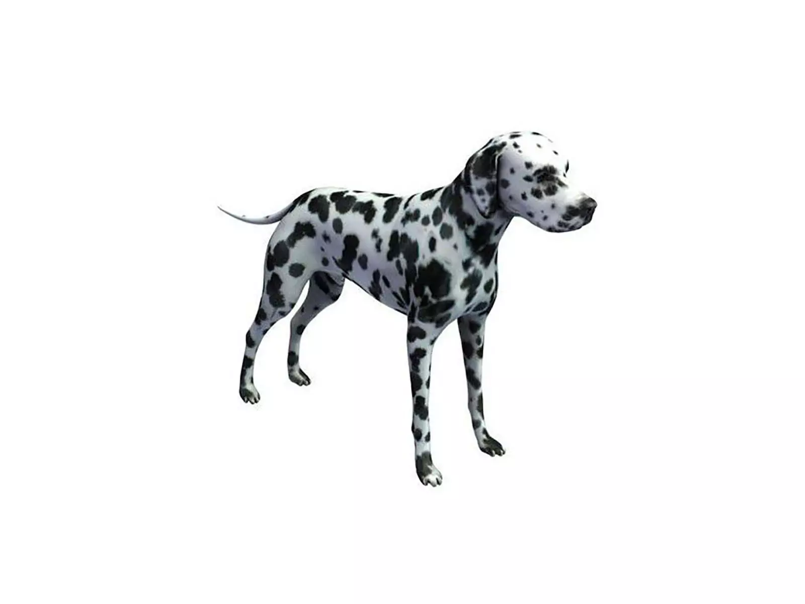 Dalmatian 3D Model Free 3D model