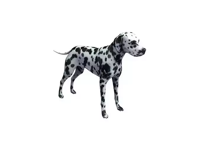 Dalmatian 3D Model Free 3D model
