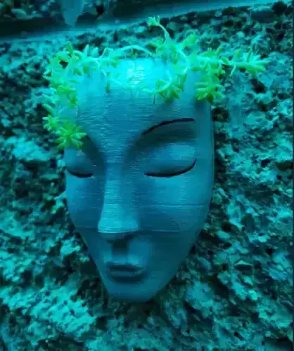 FACE PLANTER MACETA