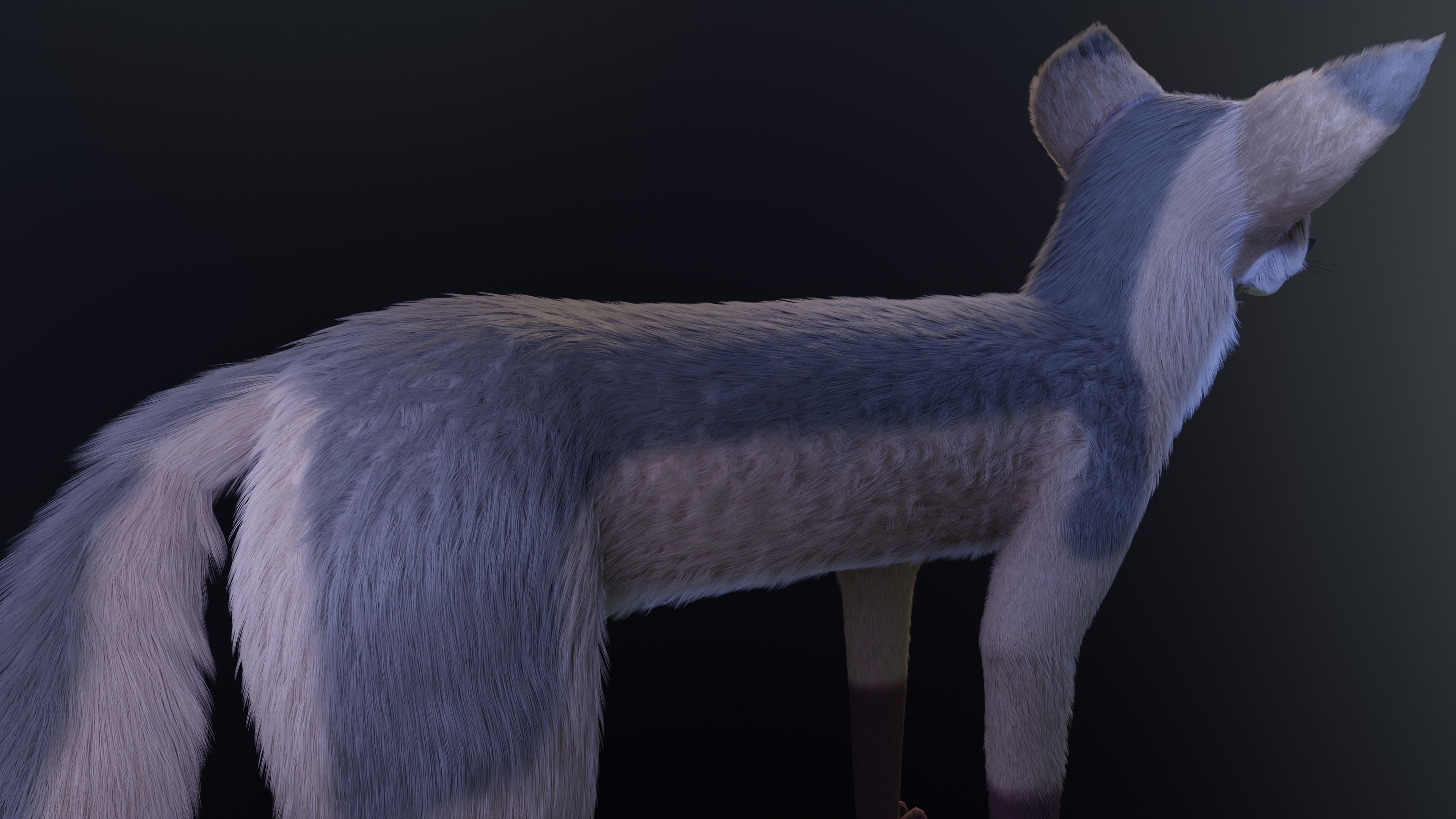 Takoda Fox 3D model_14