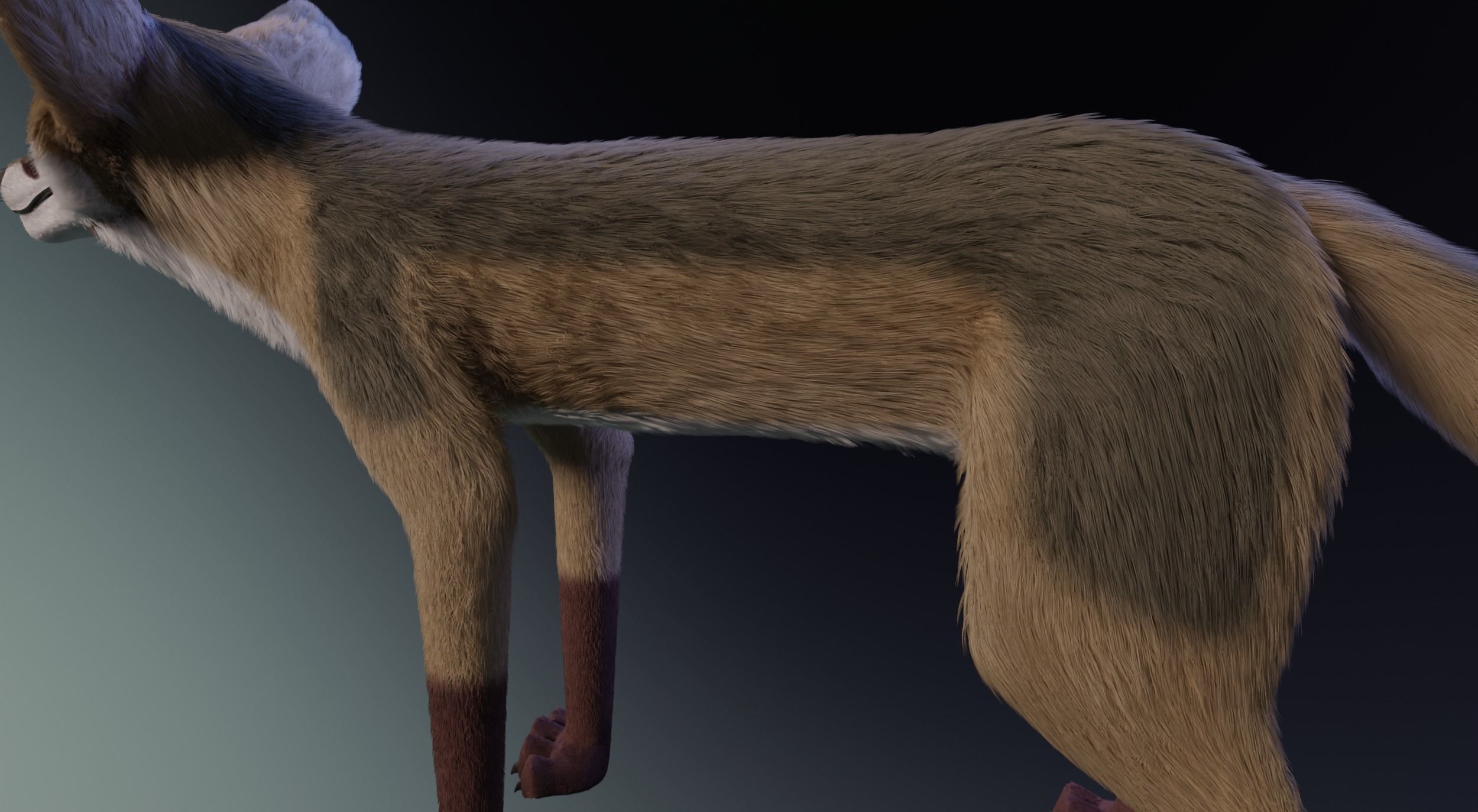 Takoda Fox 3D model_5