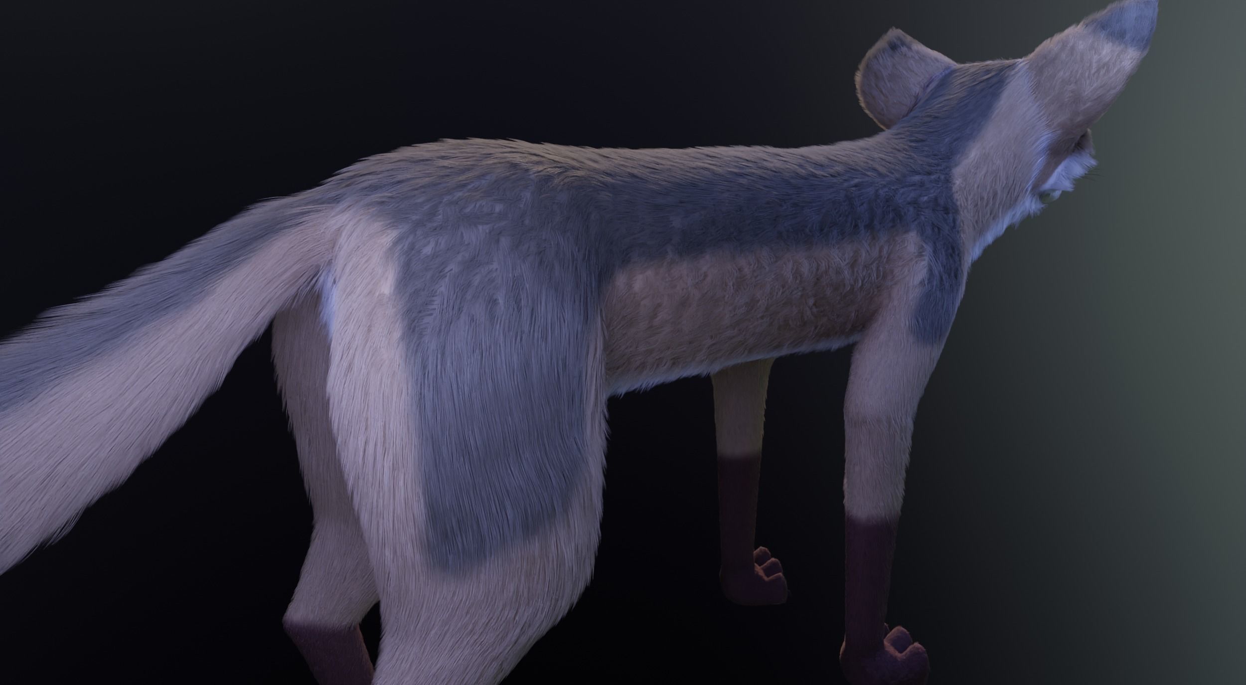 Takoda Fox 3D model_7