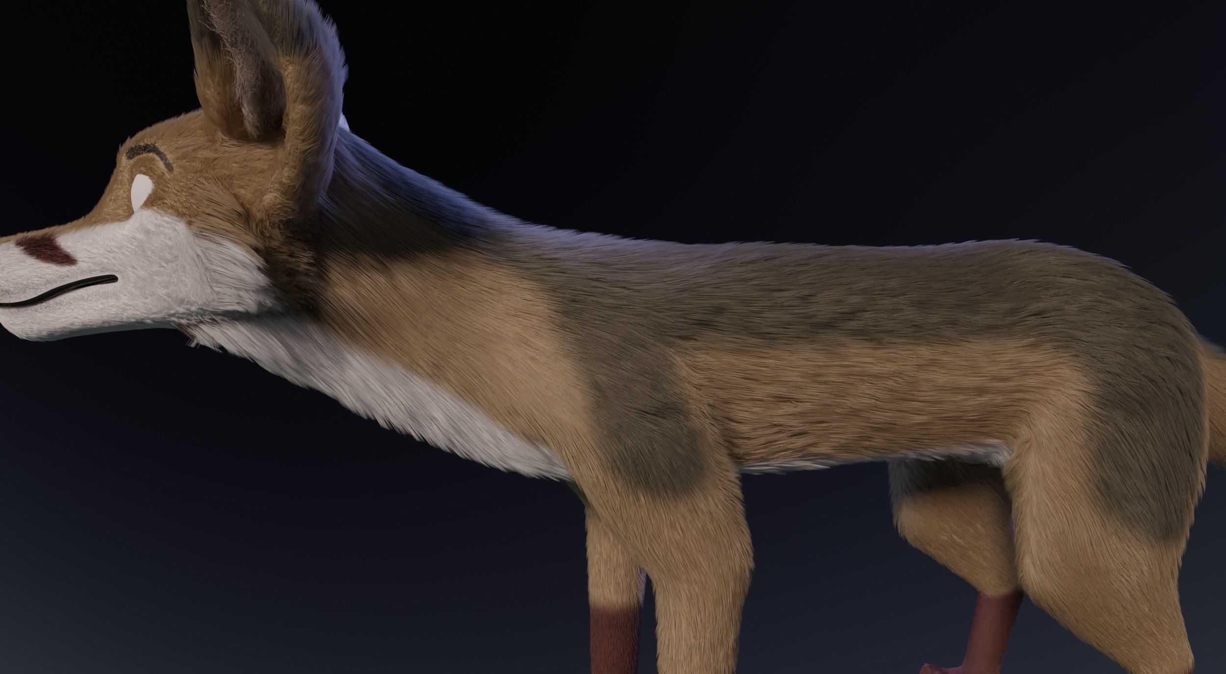 Takoda Fox 3D model_4