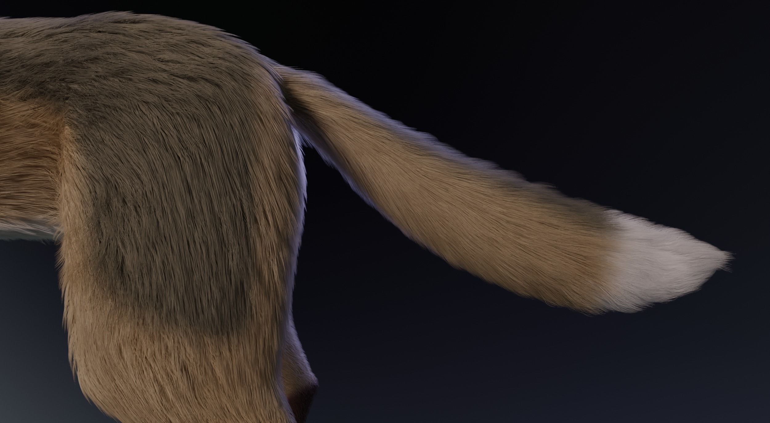 Takoda Fox 3D model_8