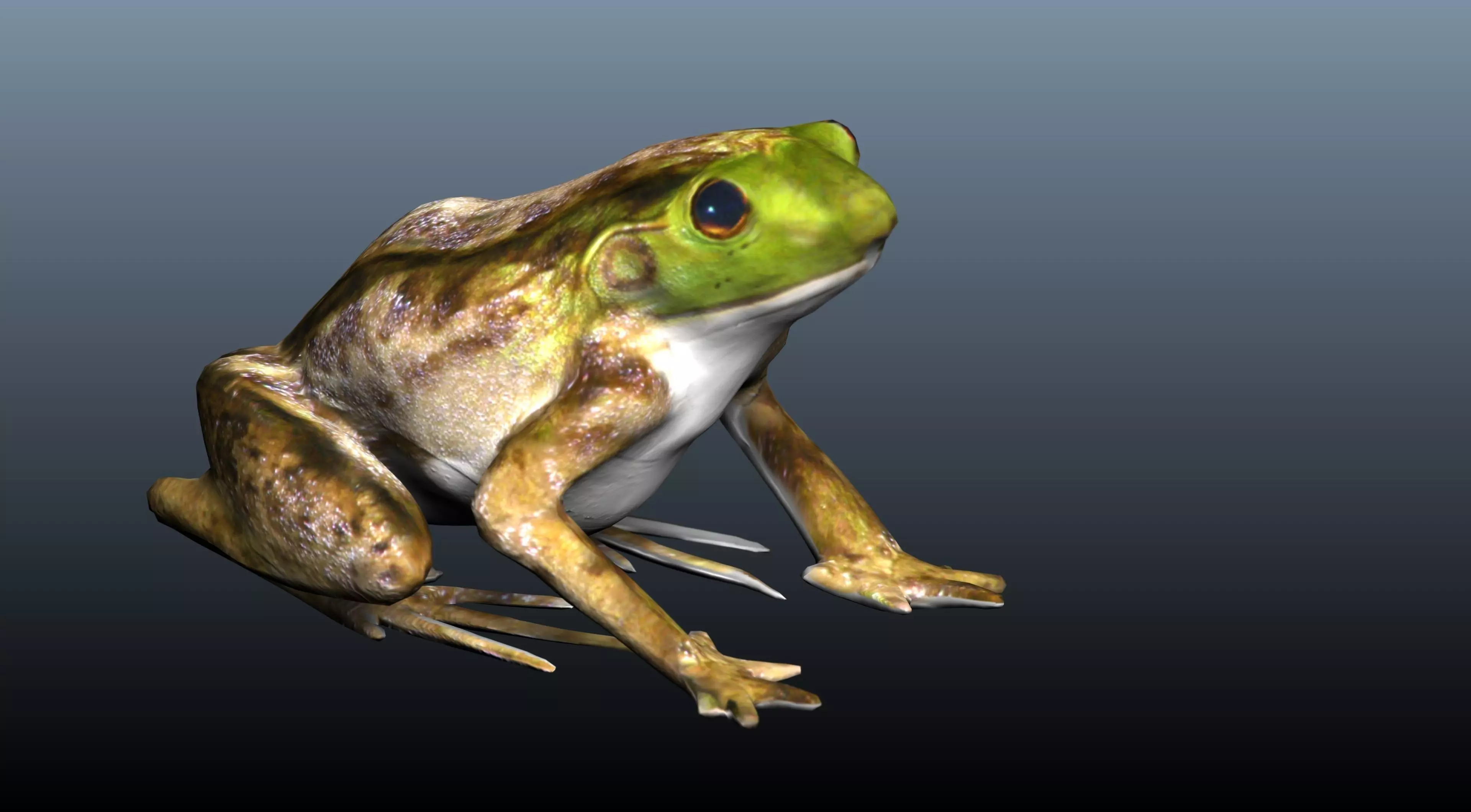 green frog 3D model_0