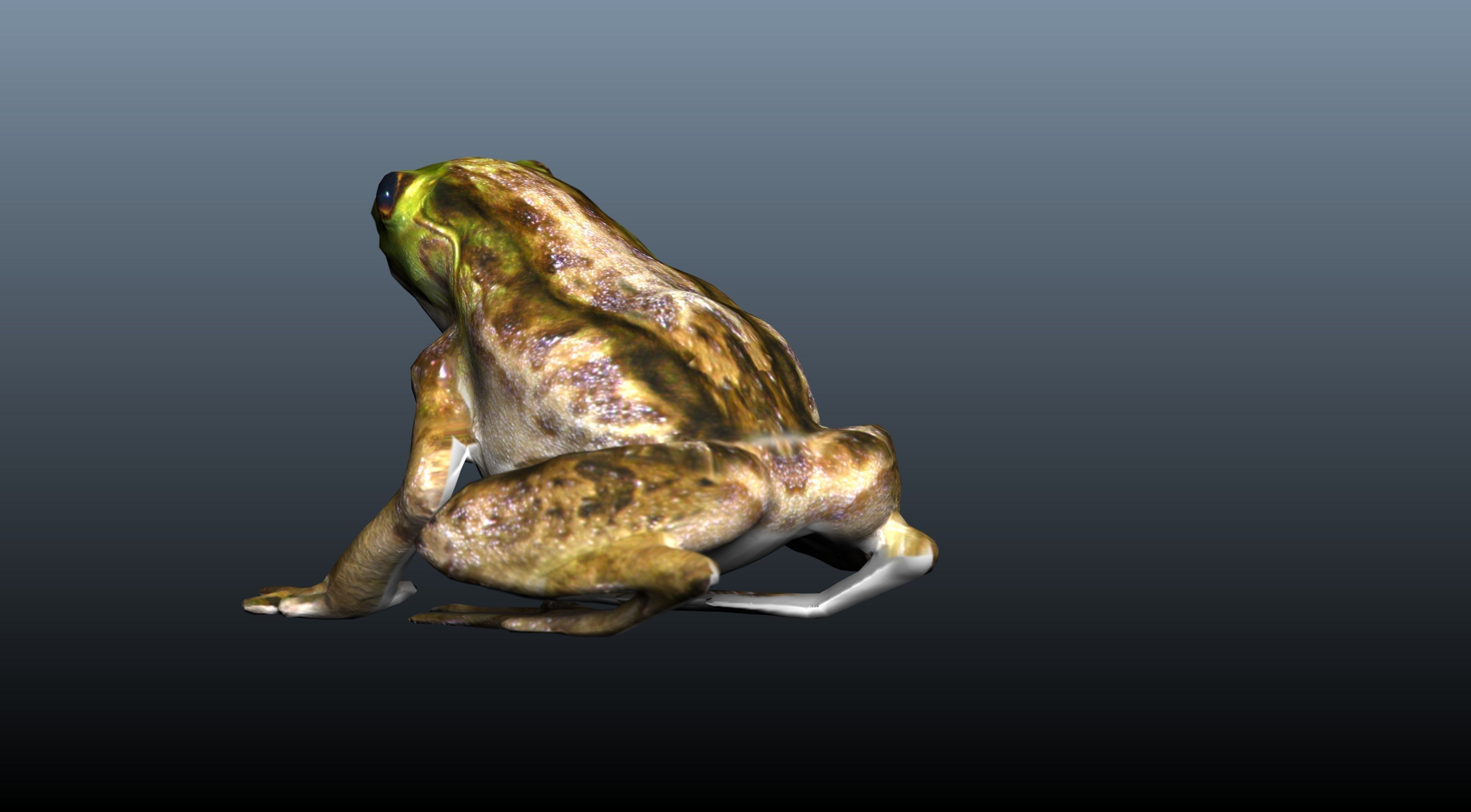 green frog 3D model_1