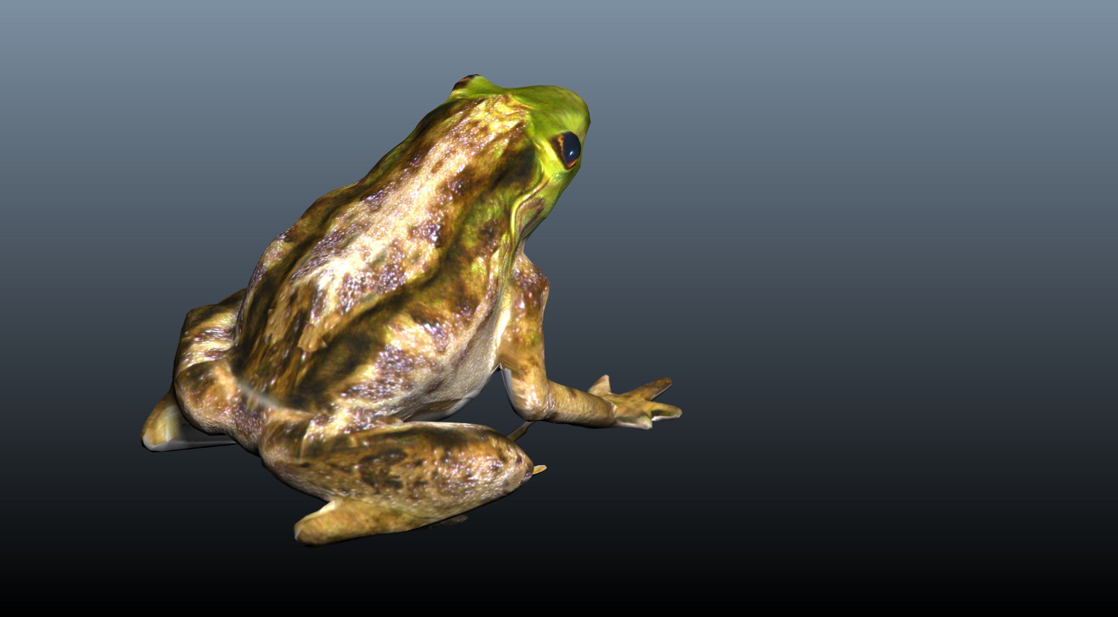 green frog 3D model_4