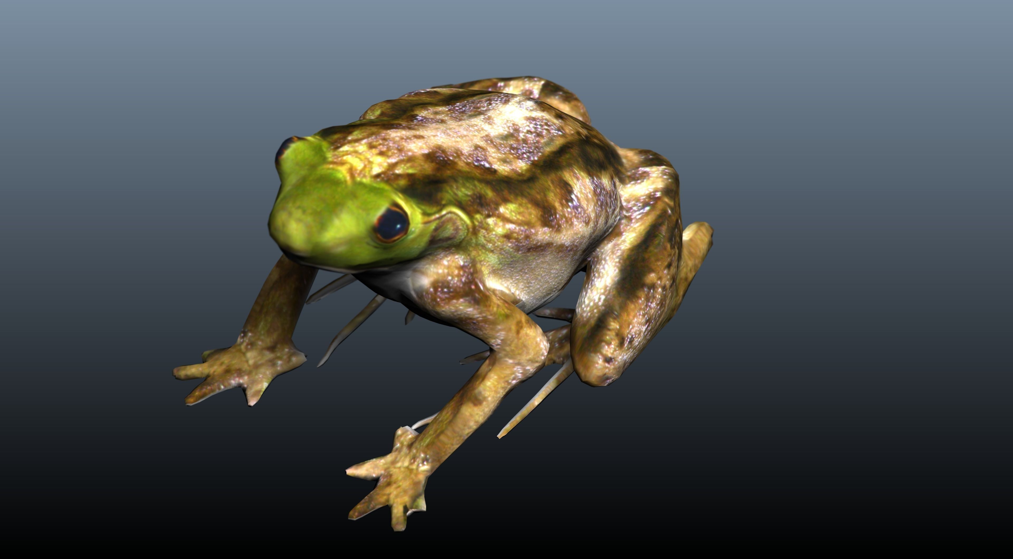 green frog 3D model_3
