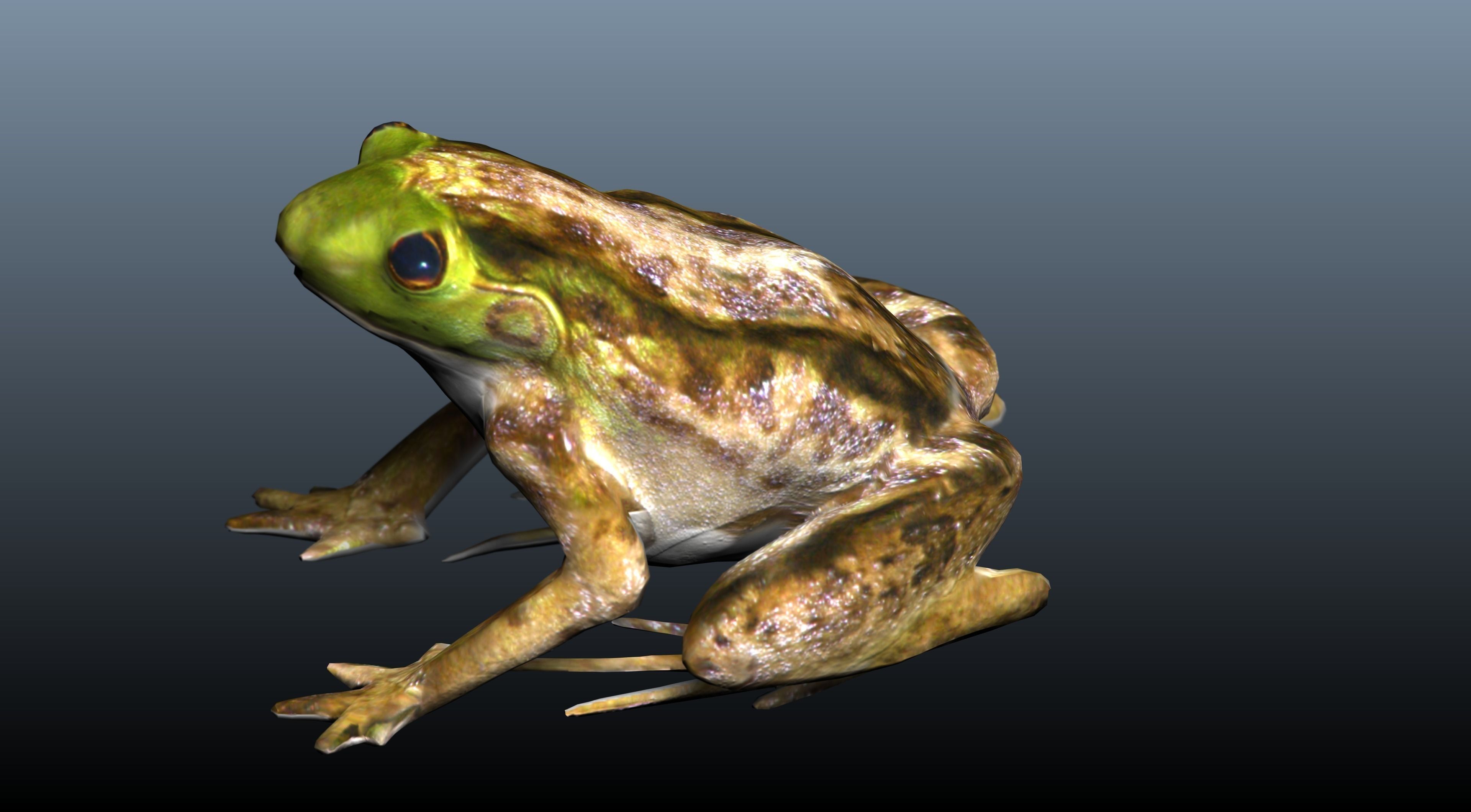 green frog 3D model_2