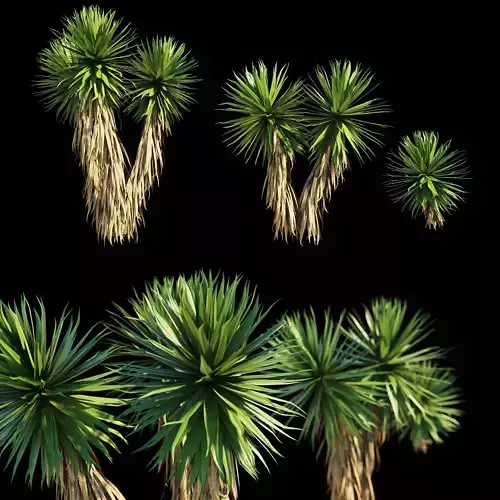 Yucca Plants