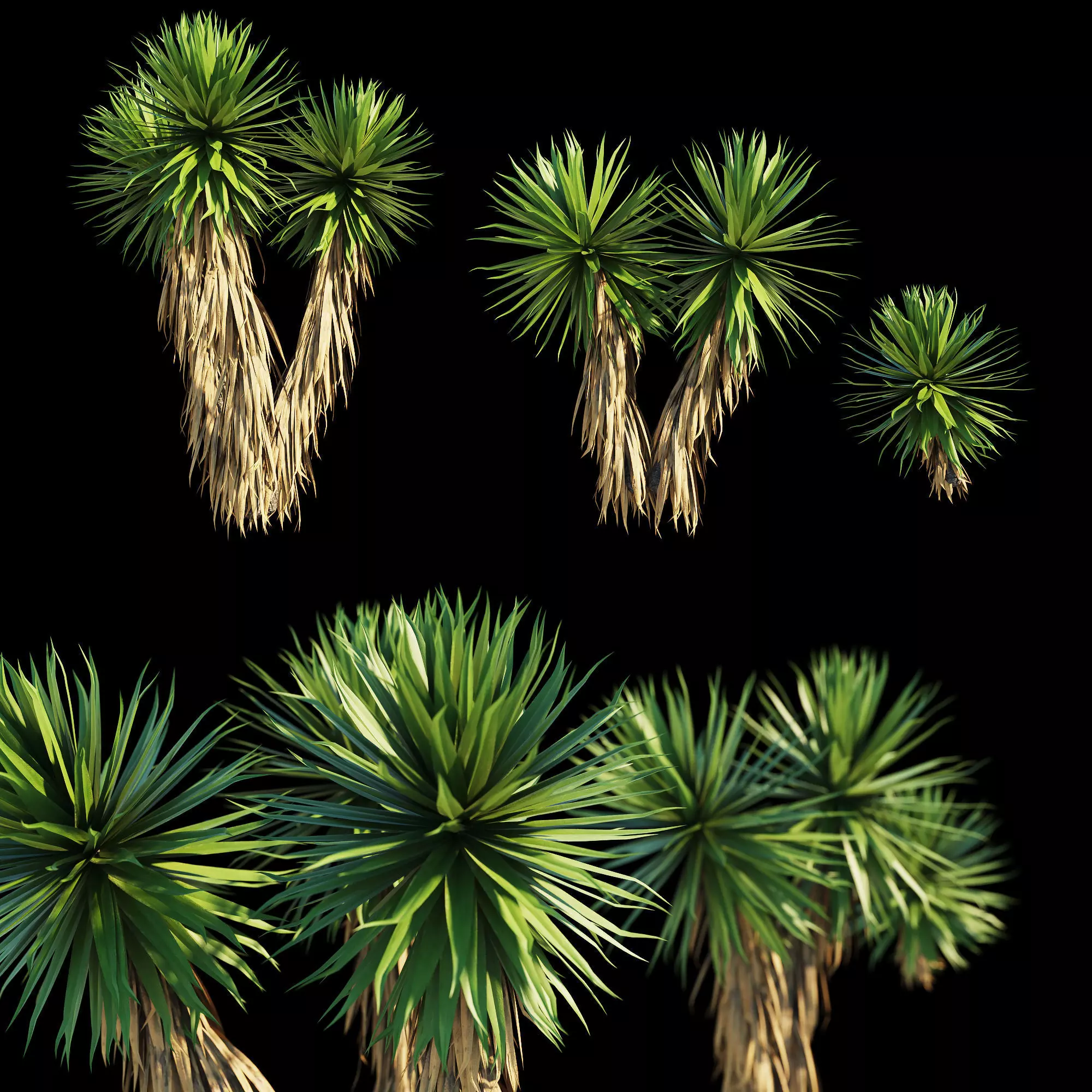 Yucca Plants 3D model_0