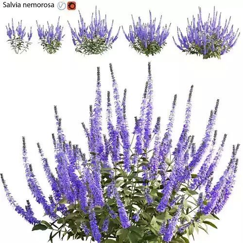 Salvia nemorosa 3D model