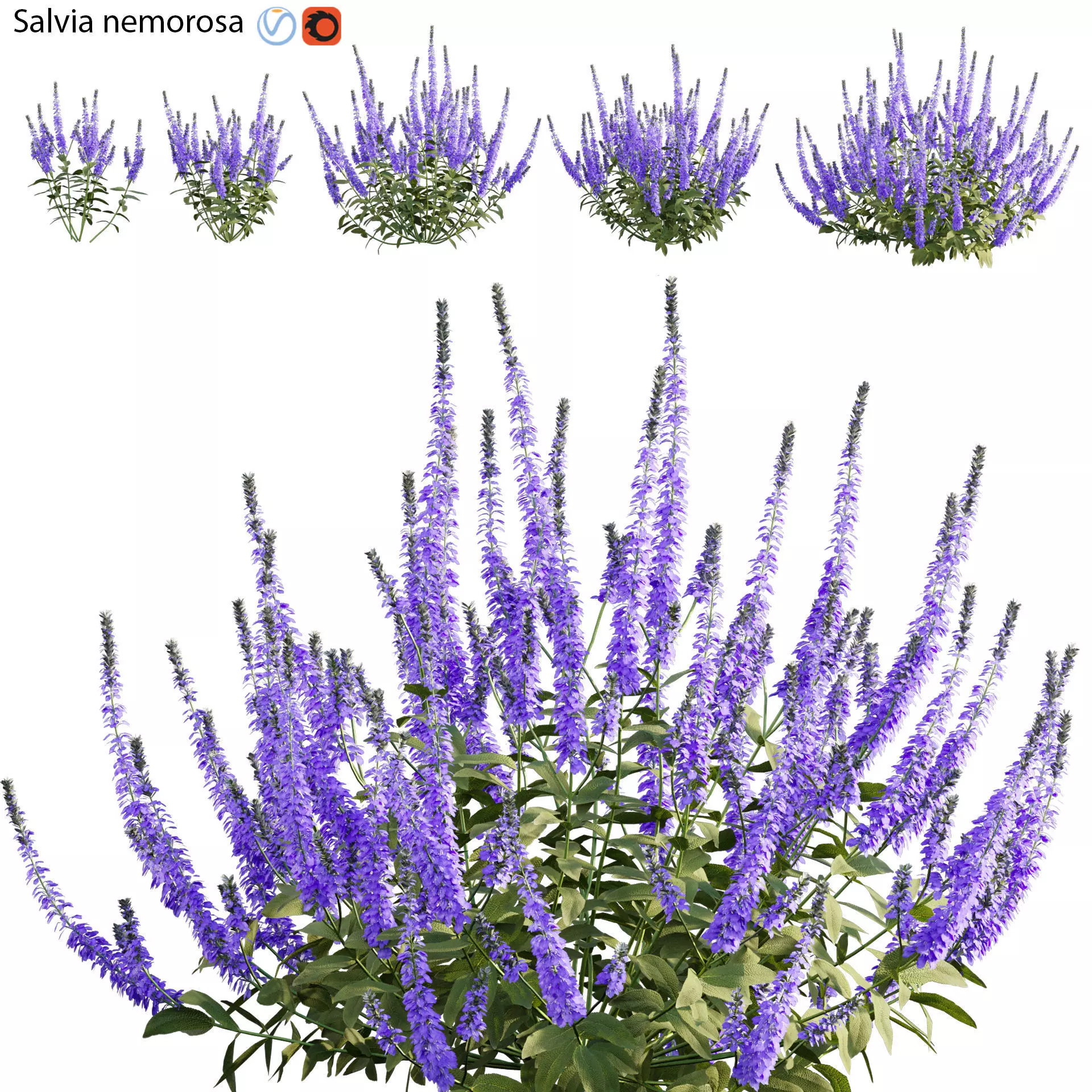 Salvia nemorosa 3D model