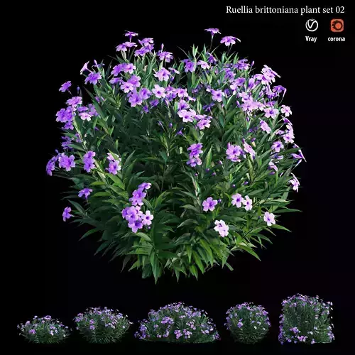 Ruellia brittoniana plant set 02