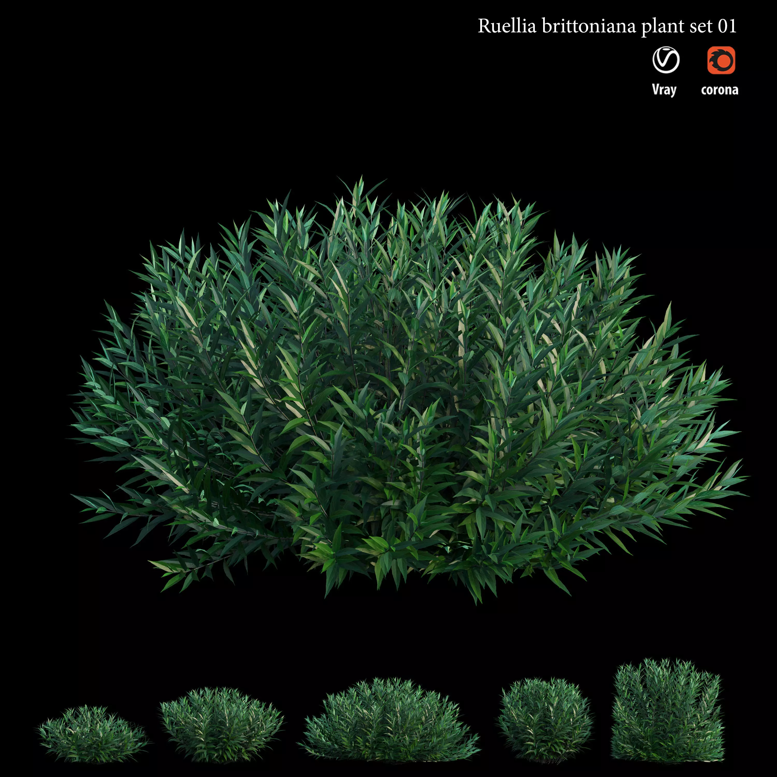 Ruellia brittoniana Low-poly 3D model