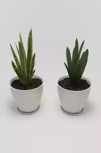 Sansevieria Plant
