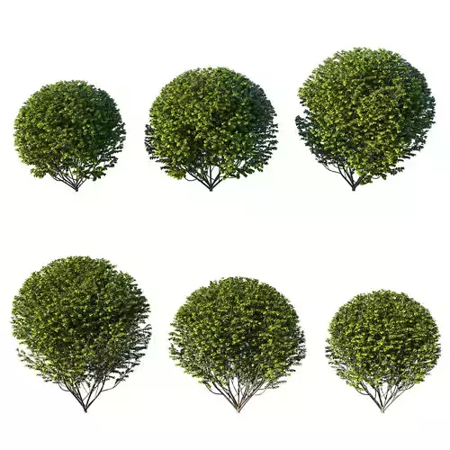 Ligustrum ovalifolium 01 3D model