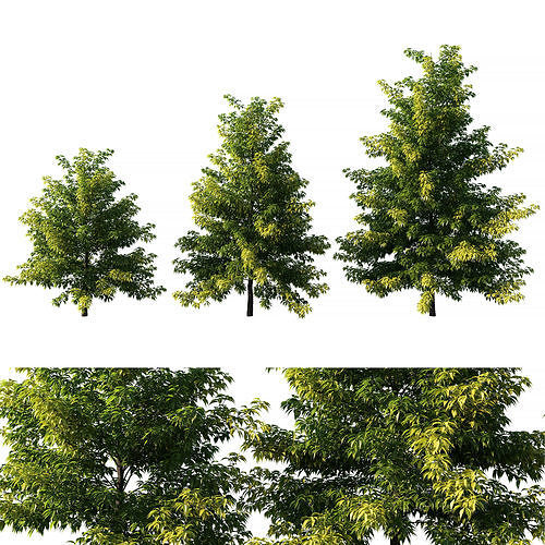 Nyssa sylvatica tree 01 3D model