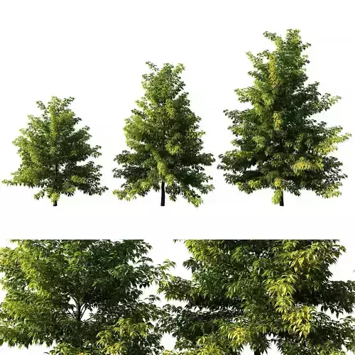 Nyssa sylvatica tree 01