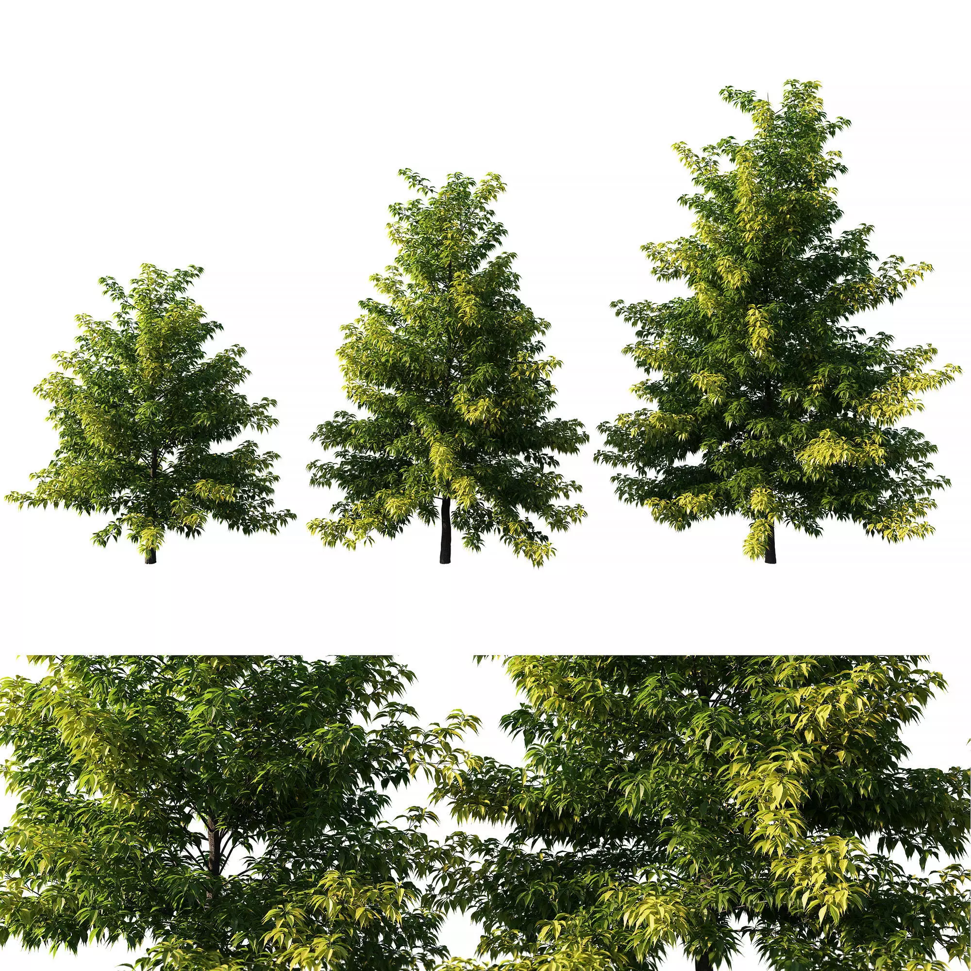 Nyssa sylvatica tree 01 3D model