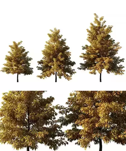 Nyssa sylvatica autumn