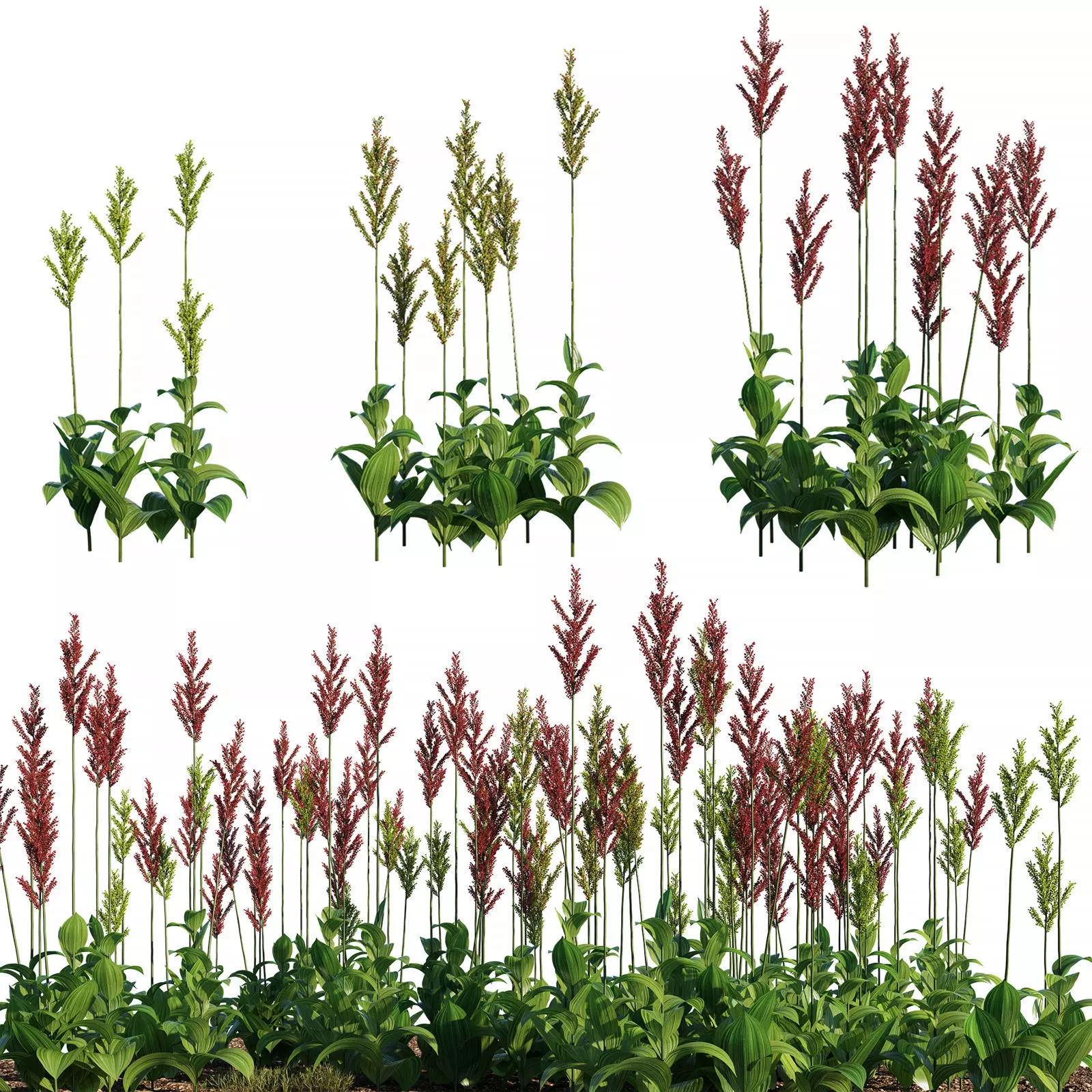 Veratrum nigrum 3D model