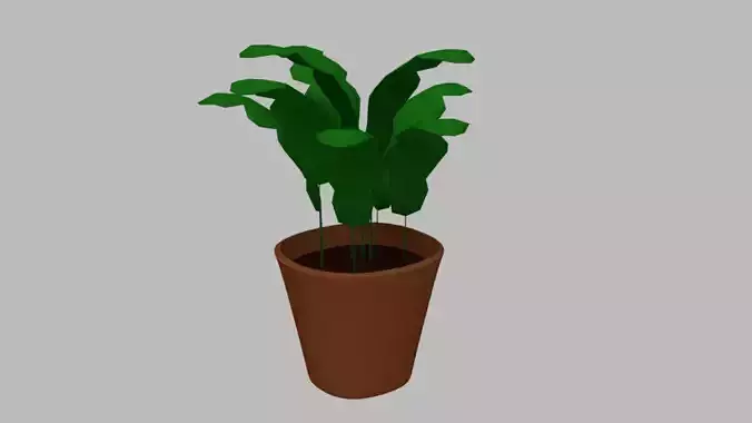 Plant in Plant Pot