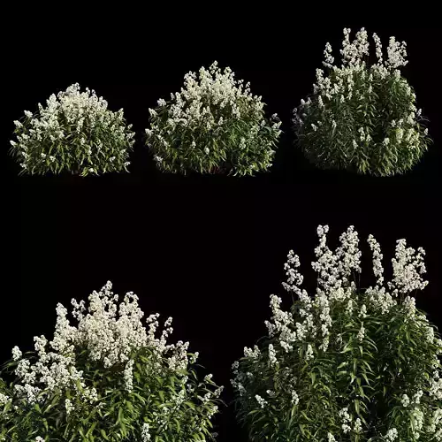 Spiraea alba tree 3D model
