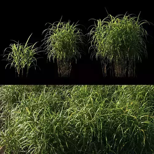 Miscanthus giganteus grass 3D model