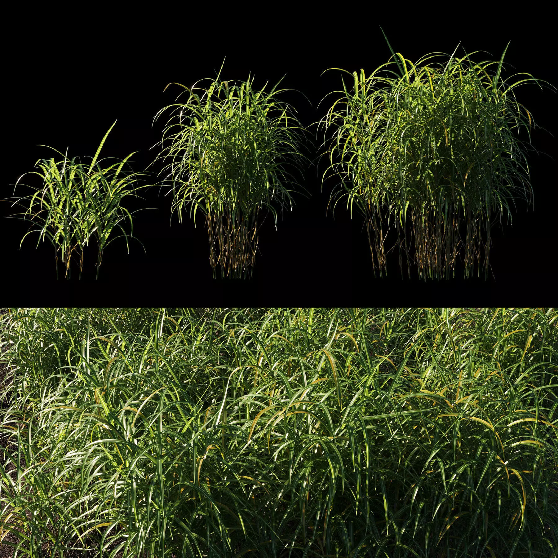 Miscanthus giganteus grass 3D model_0