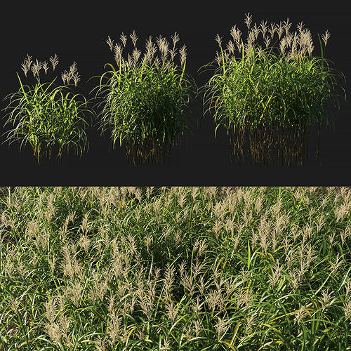 Miscanthus giganteus with flower 3D model