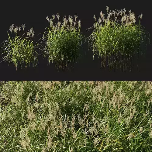Miscanthus giganteus with flower 3D model
