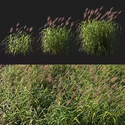 Miscanthus giganteus with red flower 3D model