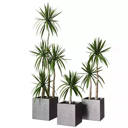 Yucca pot Collection of plants 3D model