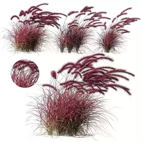 Purple fountain grass wind 02 3D model