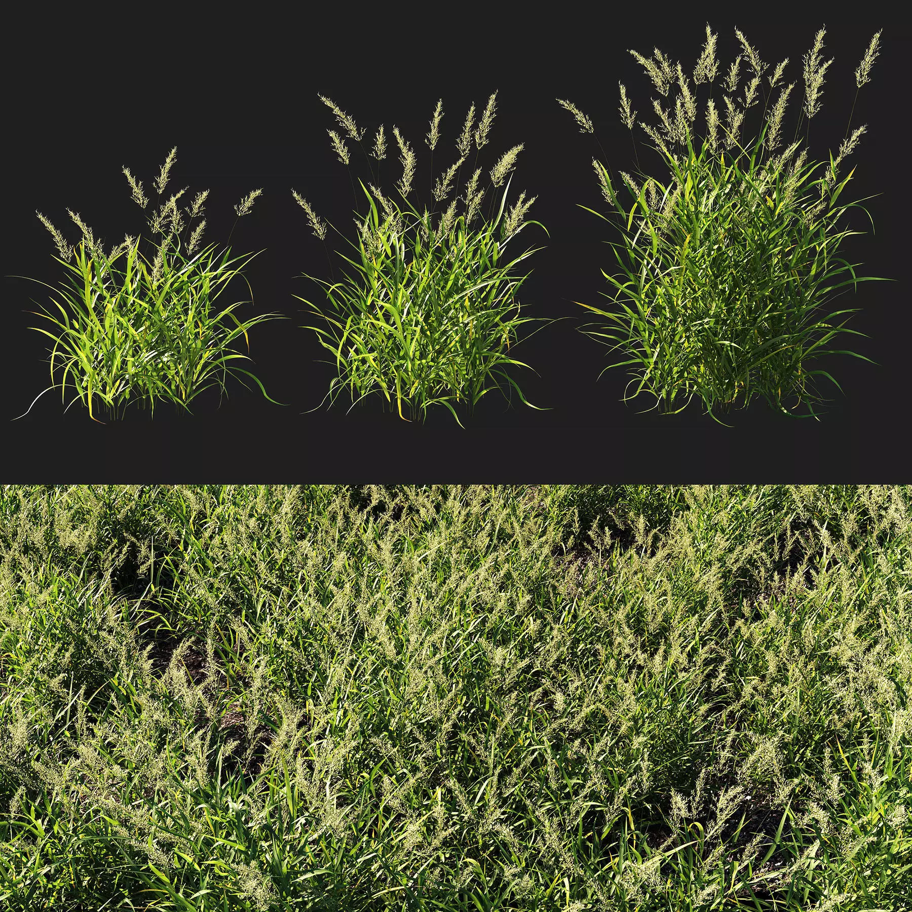 Calamagrostis arundinacea grass 3D model