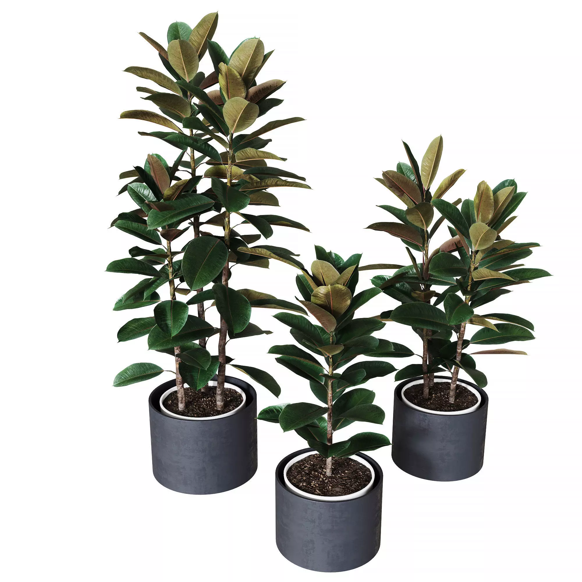 Ficus elastica collection of plants 3D model_0