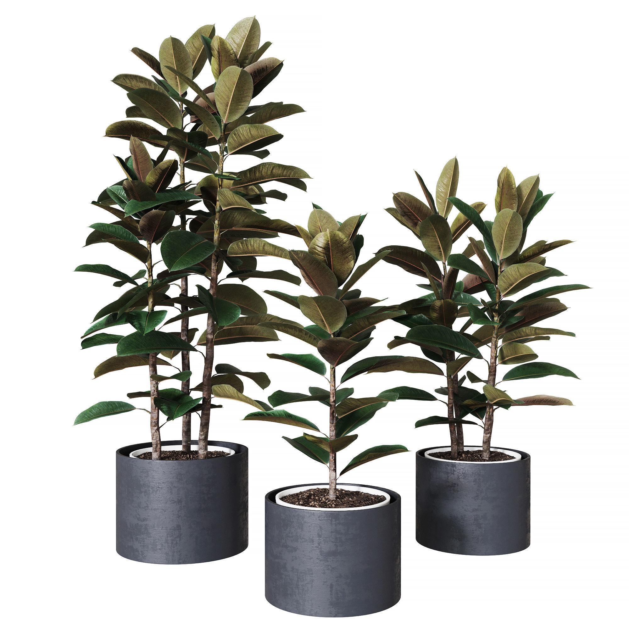 Ficus elastica collection of plants 3D model_1