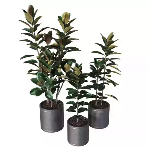 Ficus elastica Collection of plants