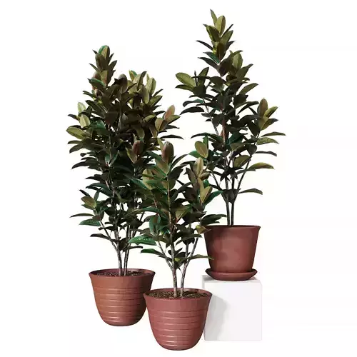 Ficus elastica Collection of plants 3D model