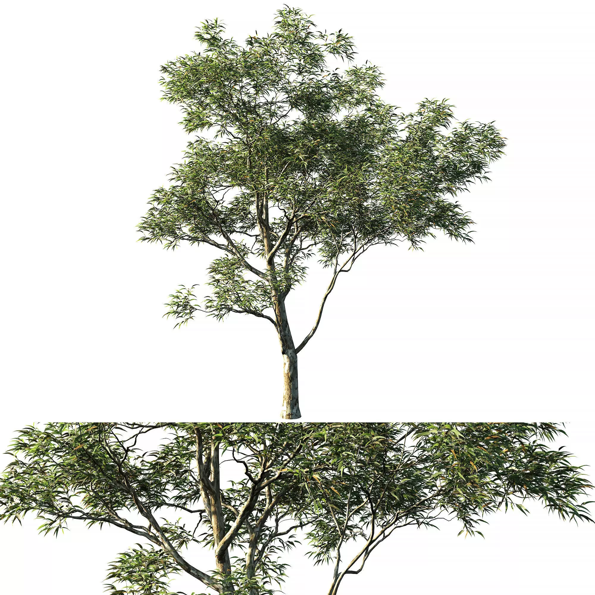Eucalyptus saligna 3D model