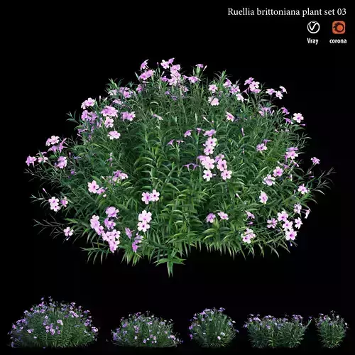 Ruellia brittoniana plant set 03 Low-poly 3D model